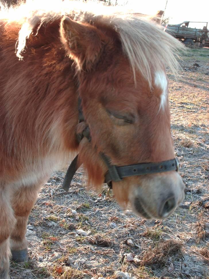 Shetlænder Anton - Uhh, jeg  gemmer mig lige... billede 9