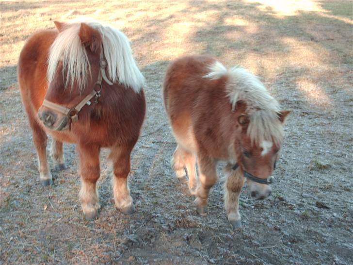 Shetlænder Anton - Her er jeg sammen med min moaar billede 10