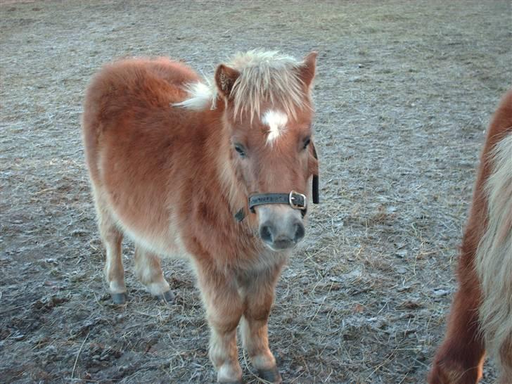 Shetlænder Anton - juhuuuuu, her er jeg.. billede 11