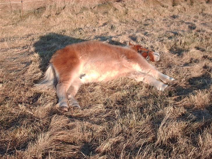 Shetlænder Sir Walther - Århhh, jeg ligger lige og varmer mig i solen, skøøøønt billede 7