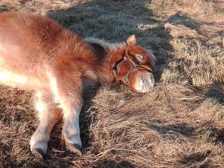 Shetlænder Sir Walther - Ja jeg sover, så forstyr mig ikke billede 8