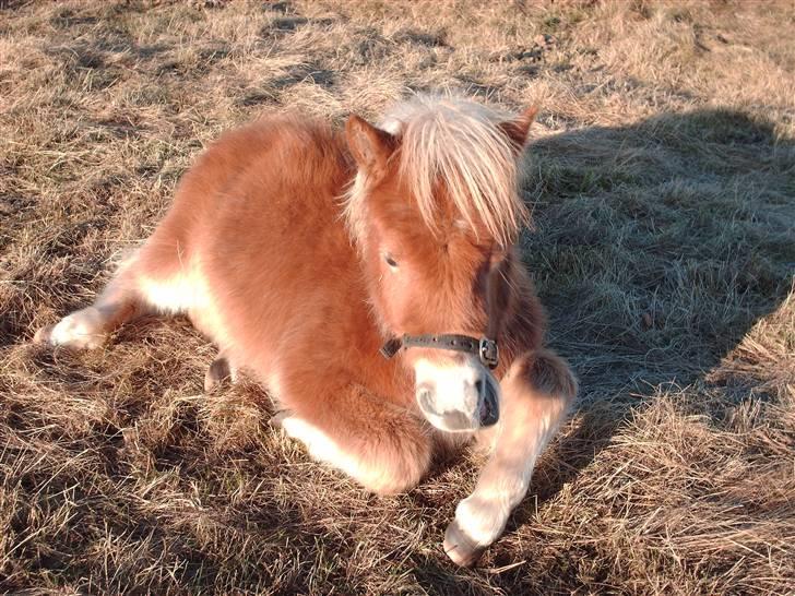 Shetlænder Sir Walther - Okay, nu vækkede du mig, hva vil du?? billede 9