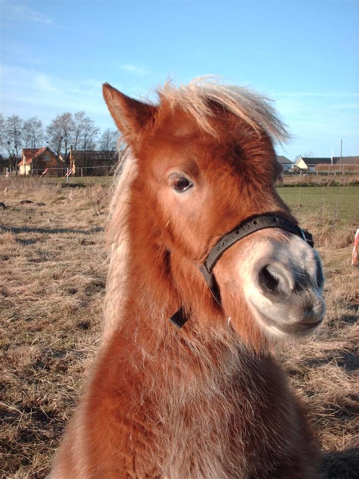 Shetlænder Sir Walther - Jeg sætter mig lige på min lille mås billede 10