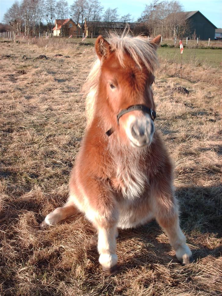 Shetlænder Sir Walther - Se, jeg kan altså godt billede 11