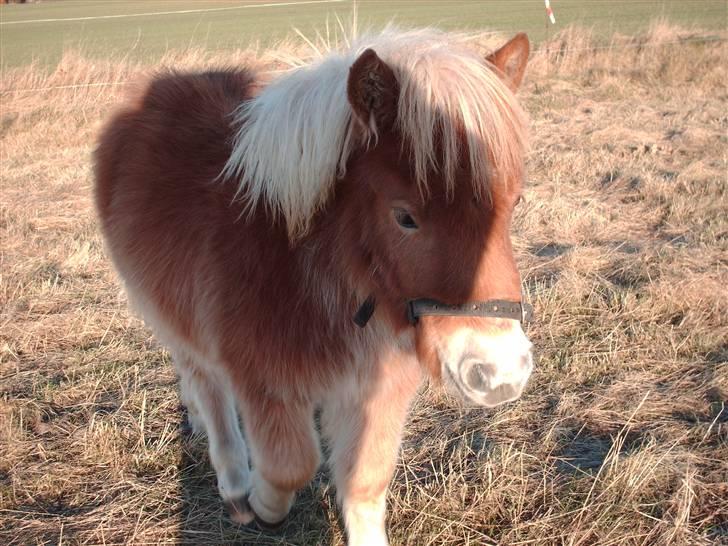 Shetlænder Sir Walther - Okay, nu kommer jeg altså hen til dig billede 12