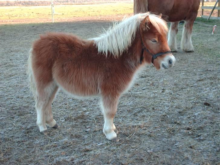 Shetlænder Sir Walther - hmmm billede 13
