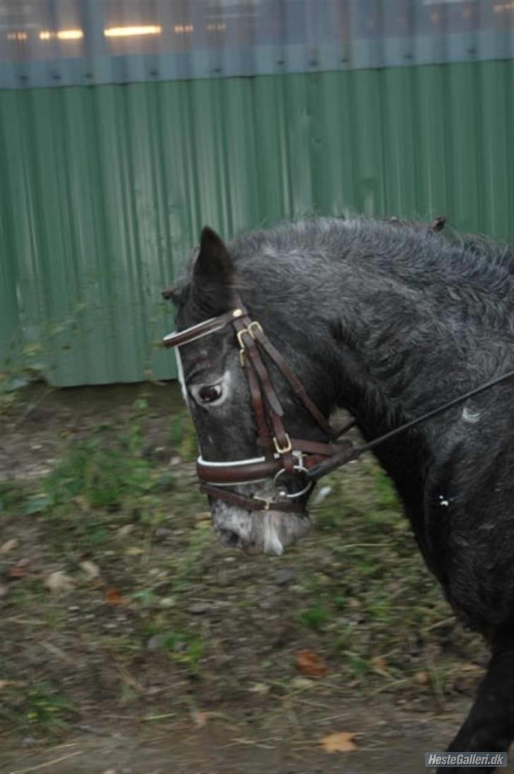 Anden særlig race tarzan  - den smukke går til bidet ;D billede 18
