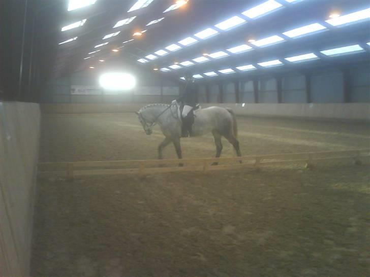 Connemara Nygaards Kisser - Stævne (: billede 11