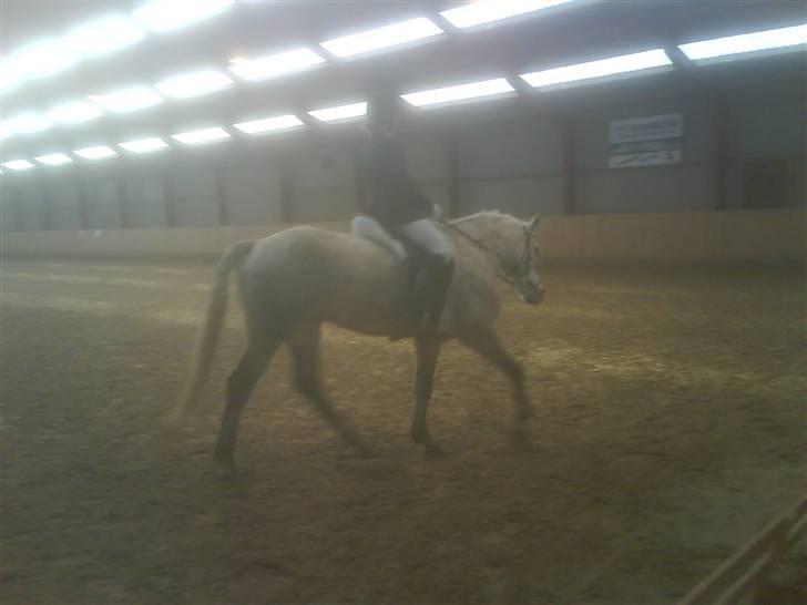 Connemara Nygaards Kisser - Stævne (: billede 12