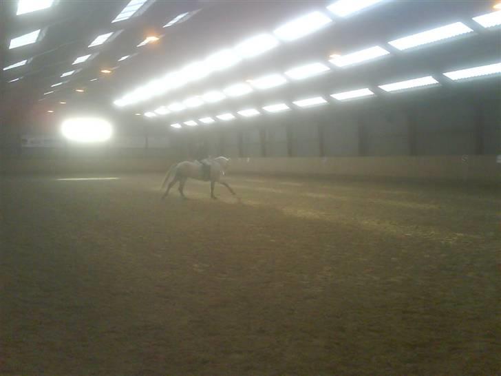 Connemara Nygaards Kisser - Stævne (: billede 14