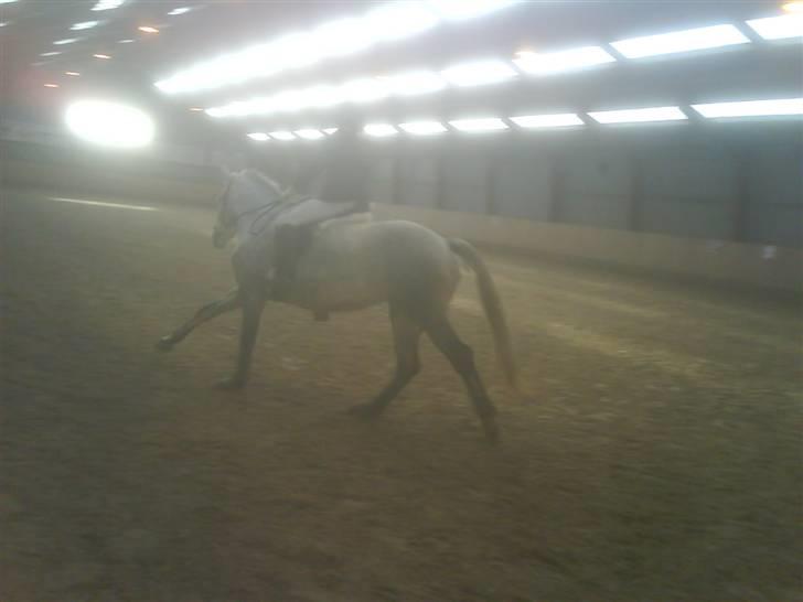 Connemara Nygaards Kisser - Stævne (: billede 16