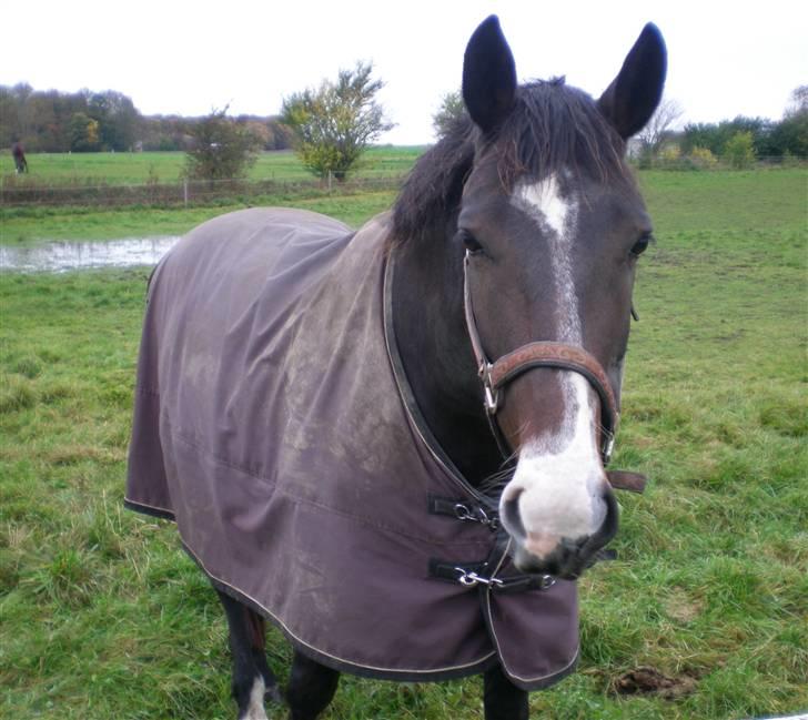 Oldenborg Light-Moon billede 20