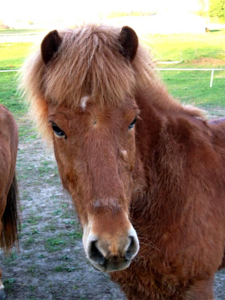 Islænder Askja fra Bomosen - Askja fra Bomosen billede 1