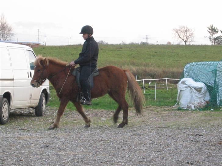 Islænder Askja fra Bomosen - Askja og Peter :) billede 2