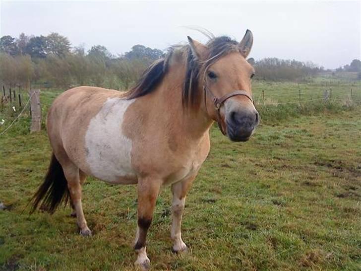 Anden særlig race daisy - jeg er bare så lækker (: billede 1