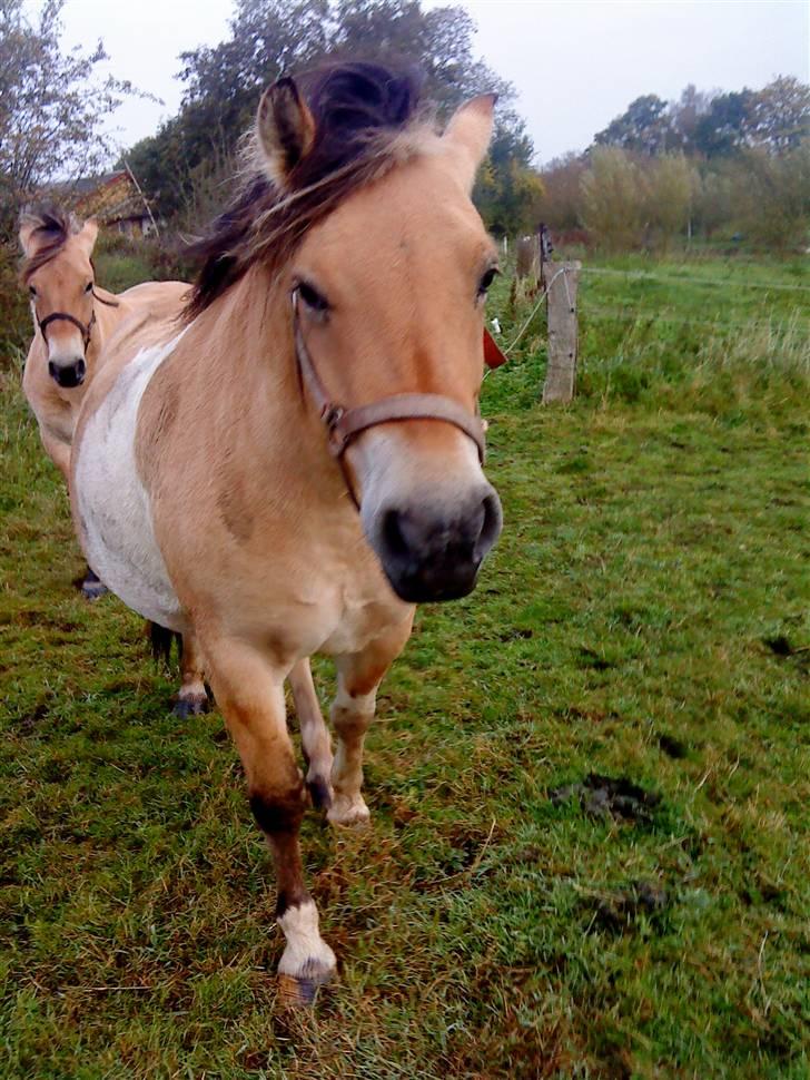 Anden særlig race daisy - fuld fart frem skal hen til mine nye venner og ha rugbrød (: billede 2
