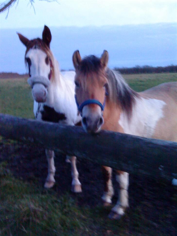 Anden særlig race daisy - min besteveninde zitta <3 billede 3