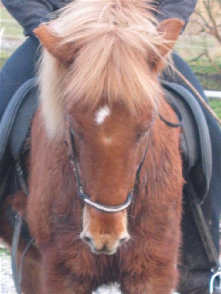 Islænder Askja fra Bomosen - uhh, et godt billed <3 billede 4