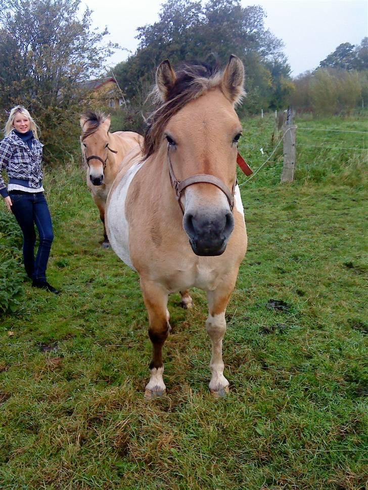 Anden særlig race daisy - ved godt jeg charmerene (: billede 4
