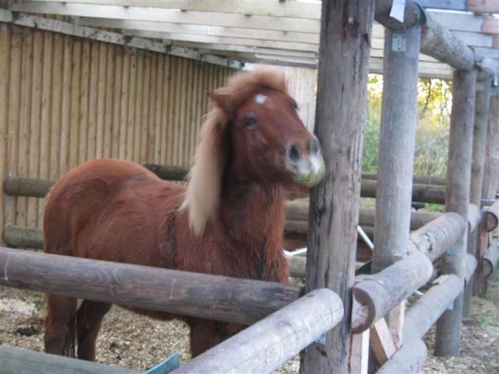Islænder Askja fra Bomosen - uh, det klør:) billede 6