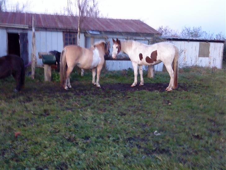 Anden særlig race daisy - vi ved godt vi har en mega god røv (: billede 5