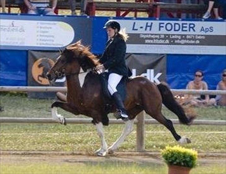 Islænder Vængur fra Brunum - Vængur og mig DM billede 1