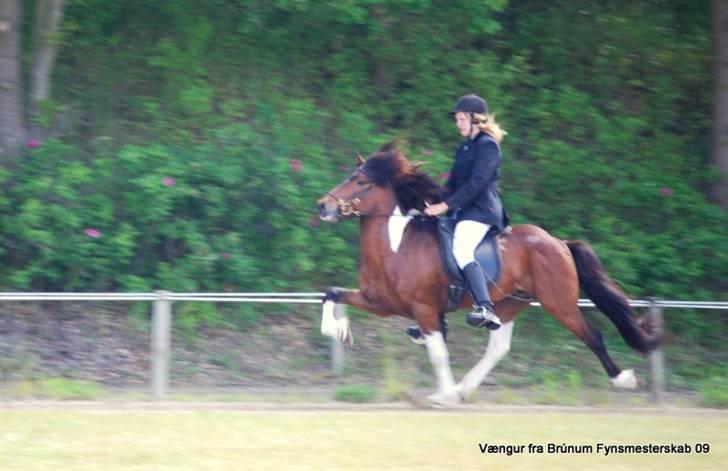 Islænder Vængur fra Brunum - vængur og mig til fm fri tölt billede 8