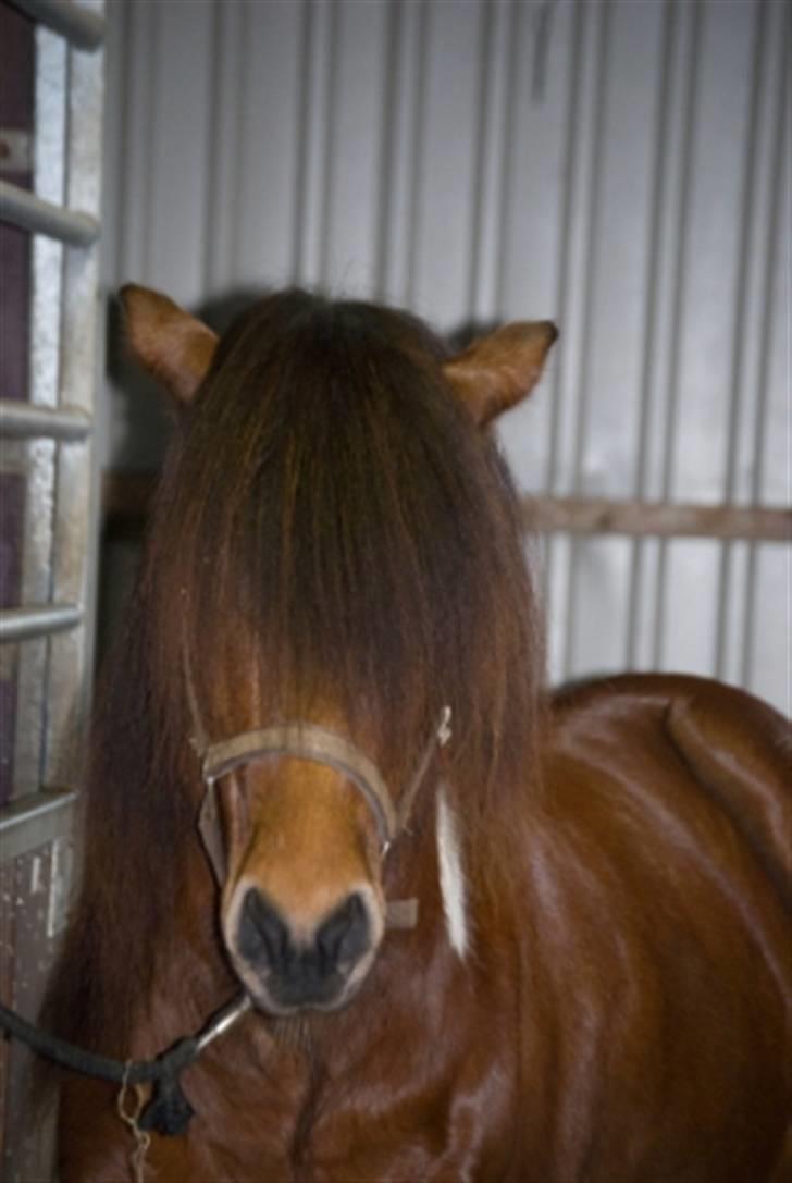 Islænder Vængur fra Brunum - Første stævne Juletölt i stalden :D billede 9