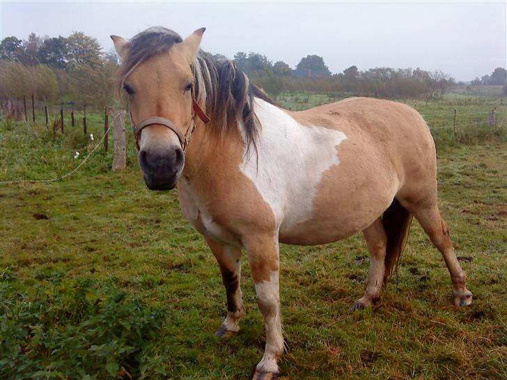 Anden særlig race daisy - er jeg tyk fra denne vinkel ? (: billede 6