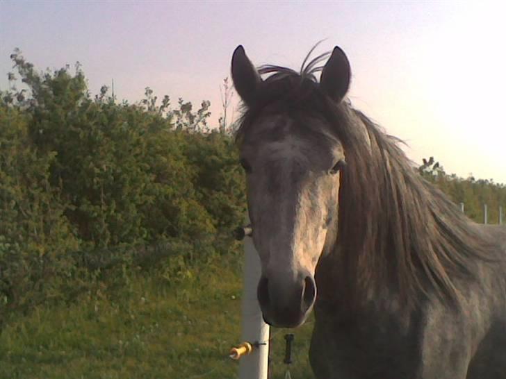 Connemara Lillerings Carlito - 3 år (foto Karina Gravesen) billede 1