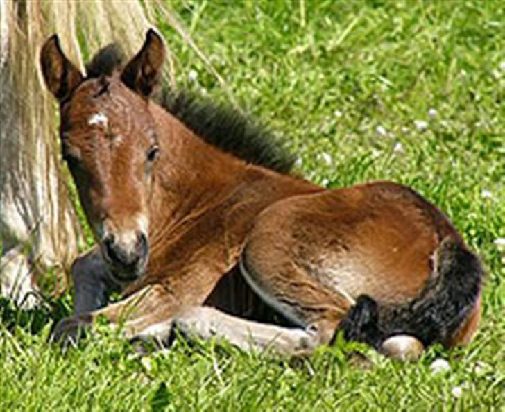 Connemara Lillerings Carlito - 2004 billede 2