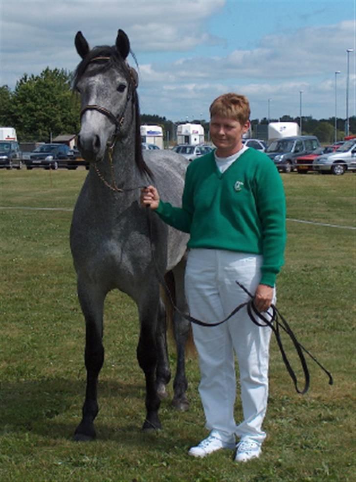 Connemara Lillerings Carlito - til dyrskue i løgstør, 23 points og ærespræmie. 2 år billede 3