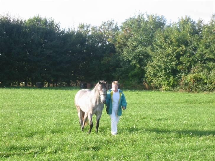 Connemara Lillerings Carlito - til dyrskue i Års 2 år. Vinder af senior-mønstring. 22 points. billede 4