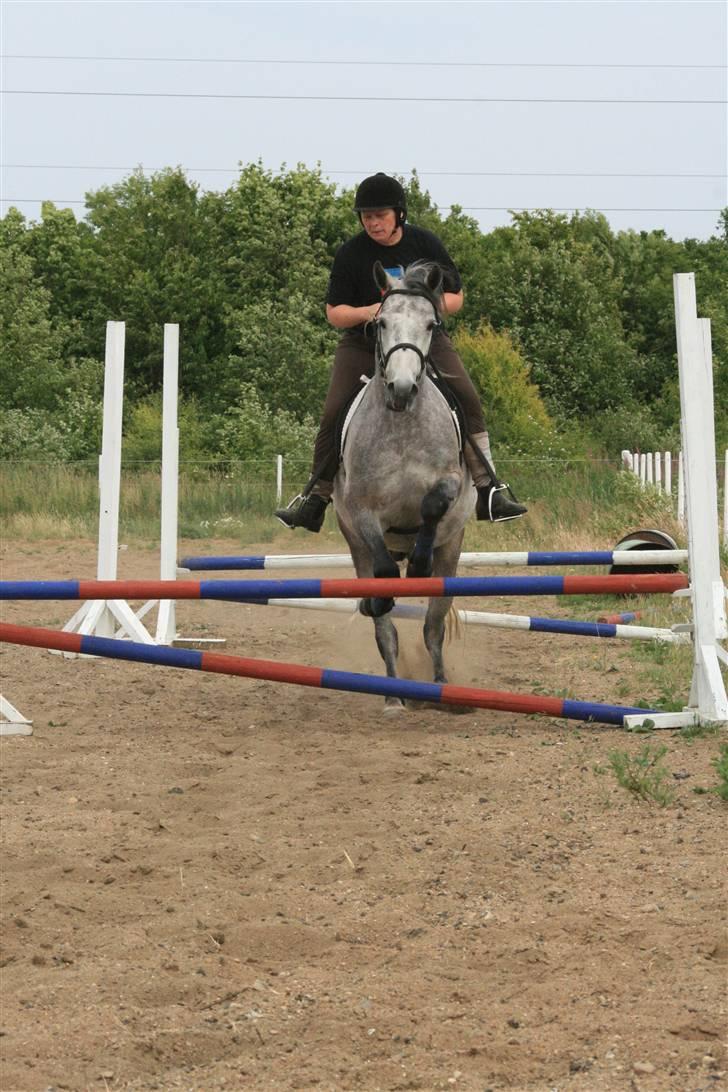 Connemara Lillerings Carlito - springundervisning Tilst sommer 2008 billede 5