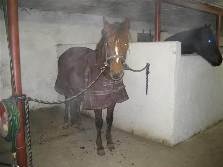 Anden særlig race Ellgaard´s Chelsea*Solgt* billede 20