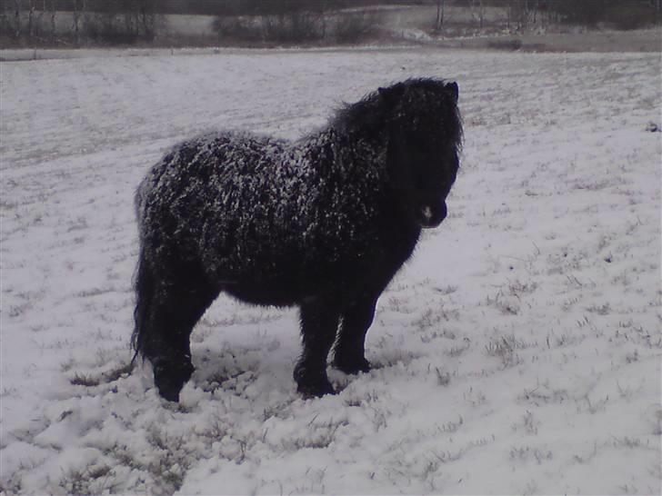Shetlænder Rodolf billede 19