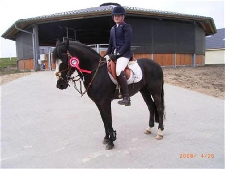 New Forest Søndergårdens Gonzo(solgt) billede 8