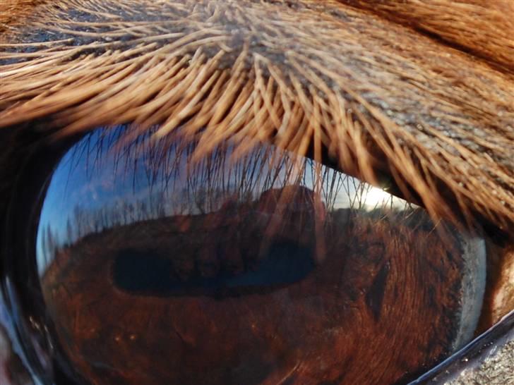 Anden særlig race Cindy <3 - cindy´s smukke øje<3 :I billede 14