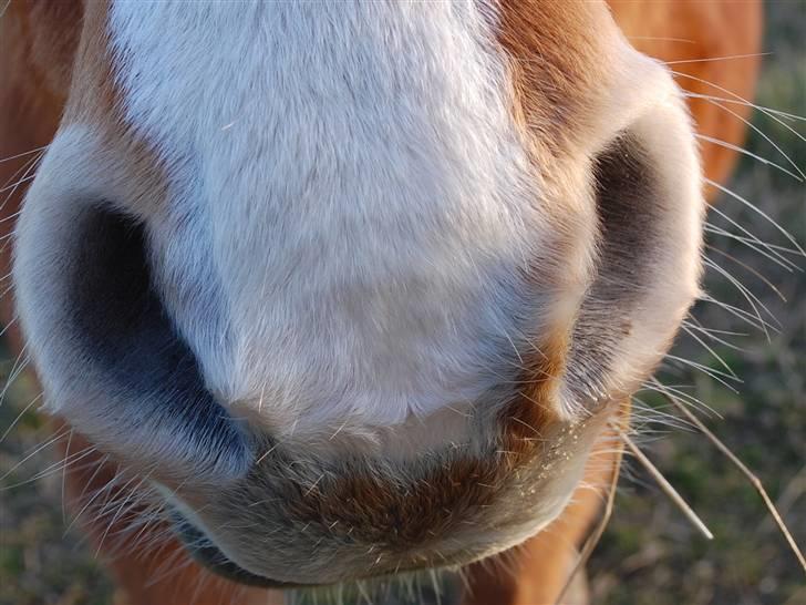 Anden særlig race Cindy <3 billede 15