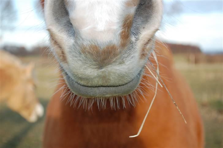 Anden særlig race Cindy <3 - strus? :D billede 16
