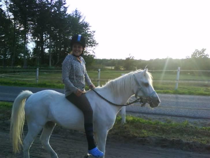 Welsh Mountain (sec A) Bella R.I.P - Min stjerne billede 11
