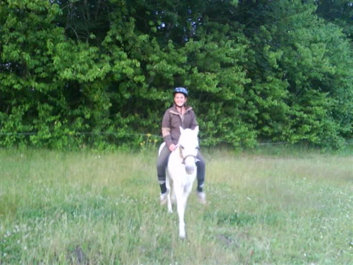 Welsh Mountain (sec A) Bella R.I.P - Min stjerne billede 12