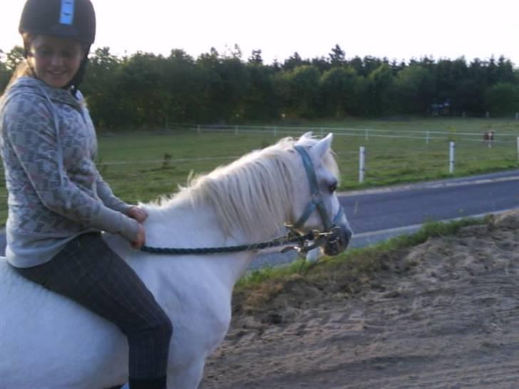 Welsh Mountain (sec A) Bella R.I.P - Min stjerne billede 13