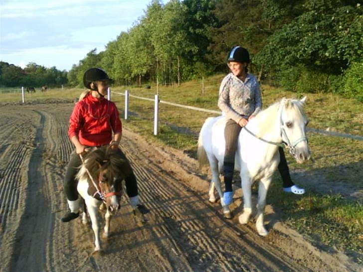 Welsh Mountain (sec A) Bella R.I.P - Min stjerne billede 14