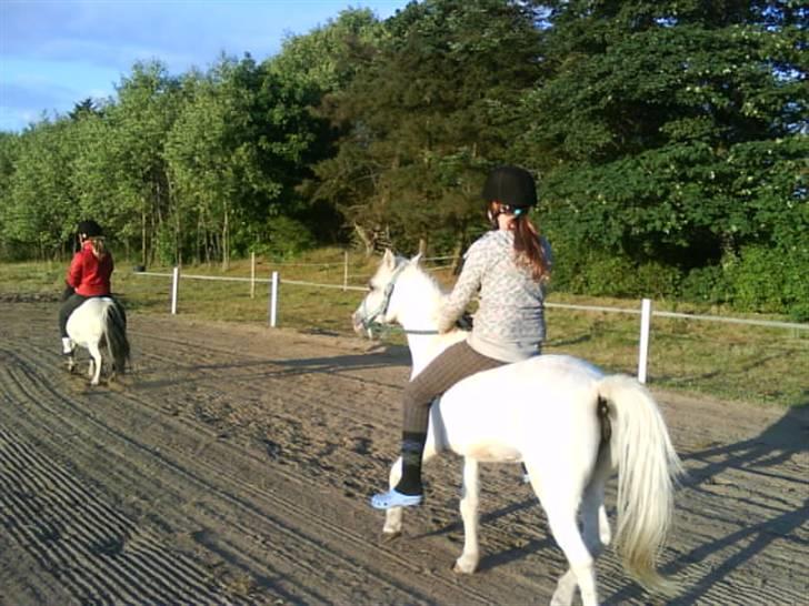 Welsh Mountain (sec A) Bella R.I.P - Min stjerne billede 15