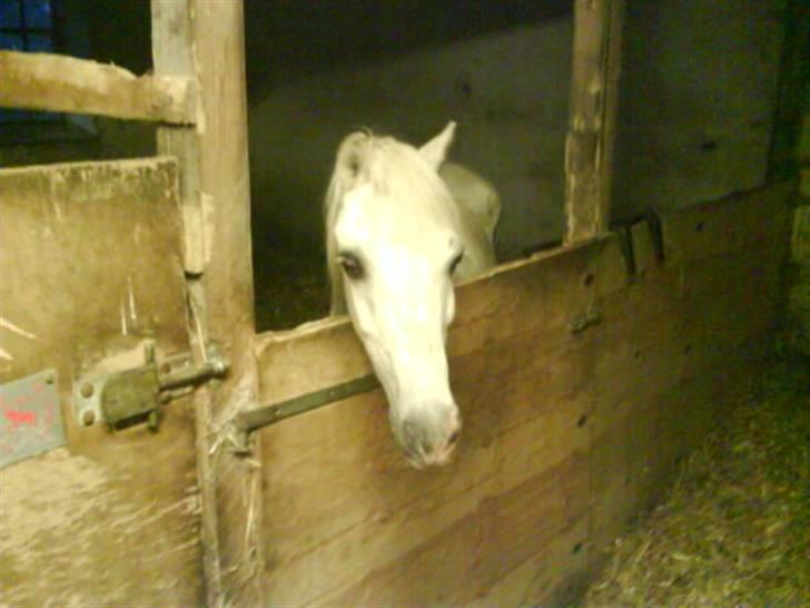 Welsh Mountain (sec A) Bella R.I.P - Min stjerne billede 16