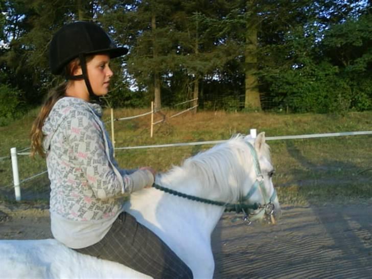 Welsh Mountain (sec A) Bella R.I.P - Min stjerne billede 17