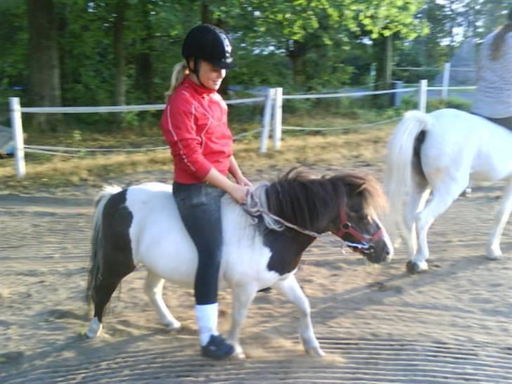 Shetlænder Lady billede 4