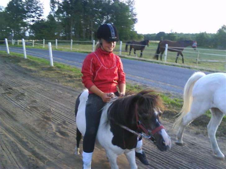 Shetlænder Lady billede 5