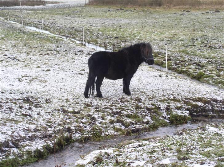 Shetlænder "Himmelhest" Højgårds Tarzan R.I.P - Tarzan ved bækken nov 2008 billede 13